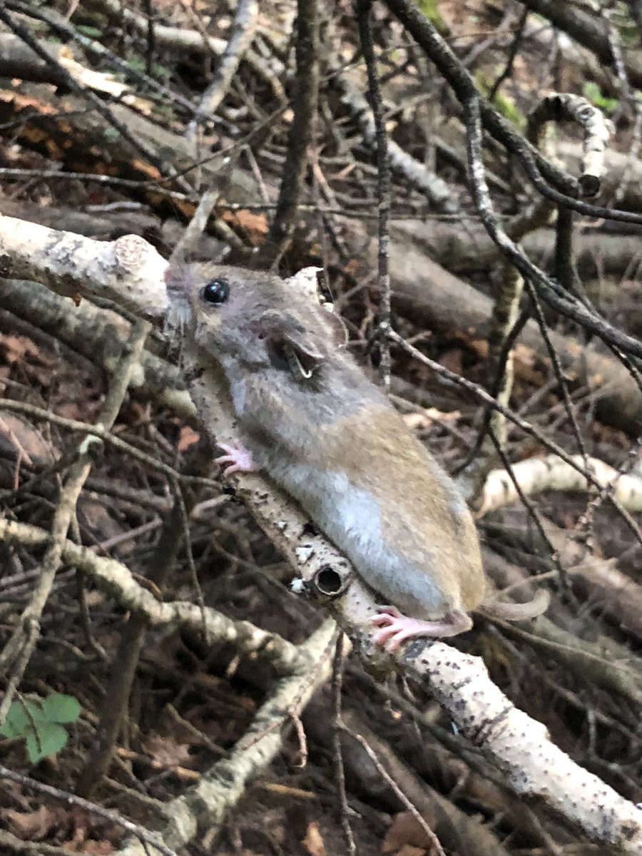 gsabrinus's tweet photo. Some photos from #smammal trapping at @NDFieldEcology. #fieldwork #micematter #underc2018 #Peromyscus https://t.co/OEPh7nJqyO