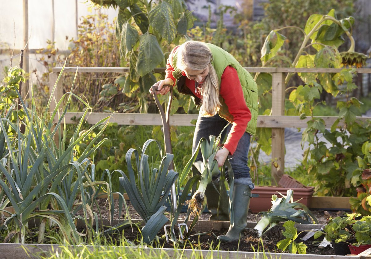 Before getting stuck into the gardening this #NationalAllotmentWeek, check out our #advice for preventing #backpain in the garden  bit.ly/2M5Rpgh