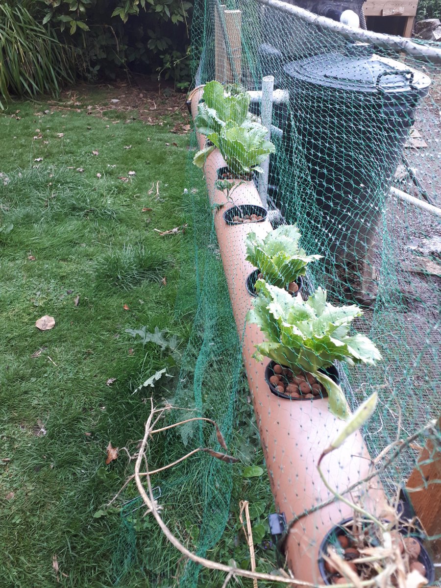 QuackingtonH's tweet image. Quackaponic lettuce coming along nicely.