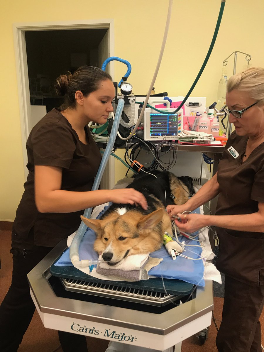 MKEducation's tweet photo. Let's start this week with these lovely pictures of Gina Israel, who belongs to the MK Veterinary Assistant Externship Program at College of the Desert. Thank you so much Gina for your pictures and amazing job! #PalmSpring  #Animallover. https://t.co/Vb0b9pAfwn