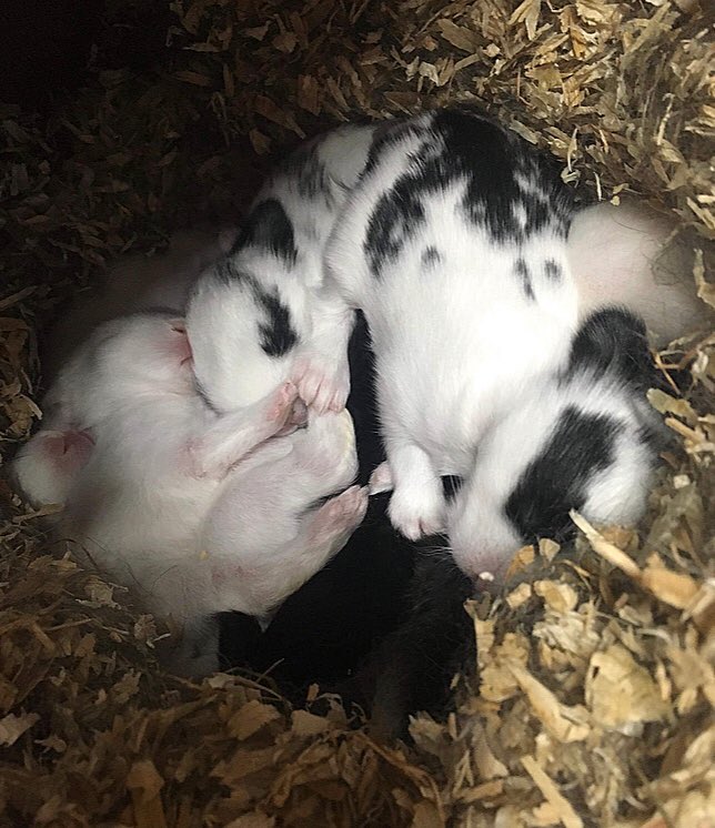 Sleepy baby bunnies 💕🐰 #bunnies #Anglesey #foelfarm #rabbit #sleepy #animals