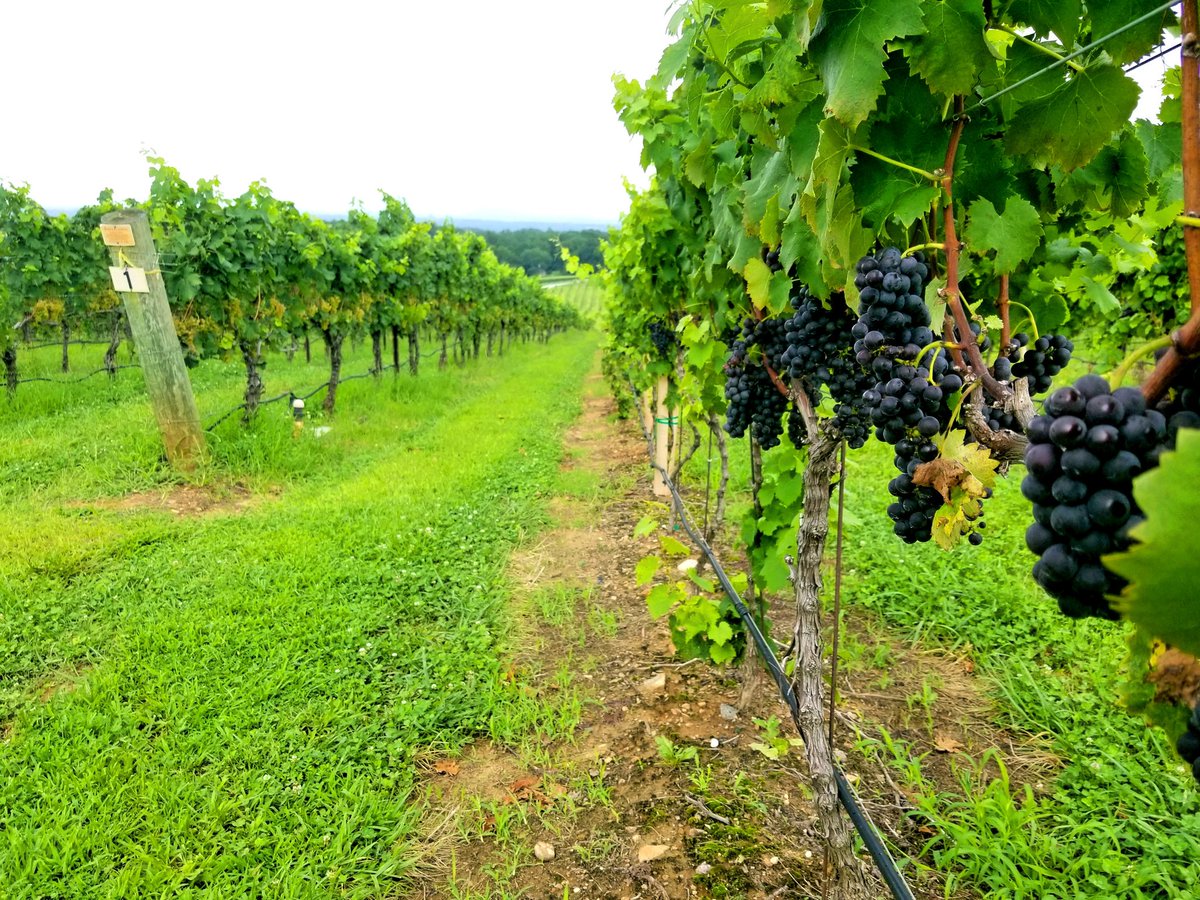 HadMerlot's tweet image. I have more #wine to come but I would like to shout out #Raffaldini #Vineyard &amp;amp; #winery in Ronda, #NorthCarolina for treating us so well earlier this weekend. Absolutley one of the most beautiful places I have ever seen! Here are some sweet pictures. 
Xoxo, RachieBaby