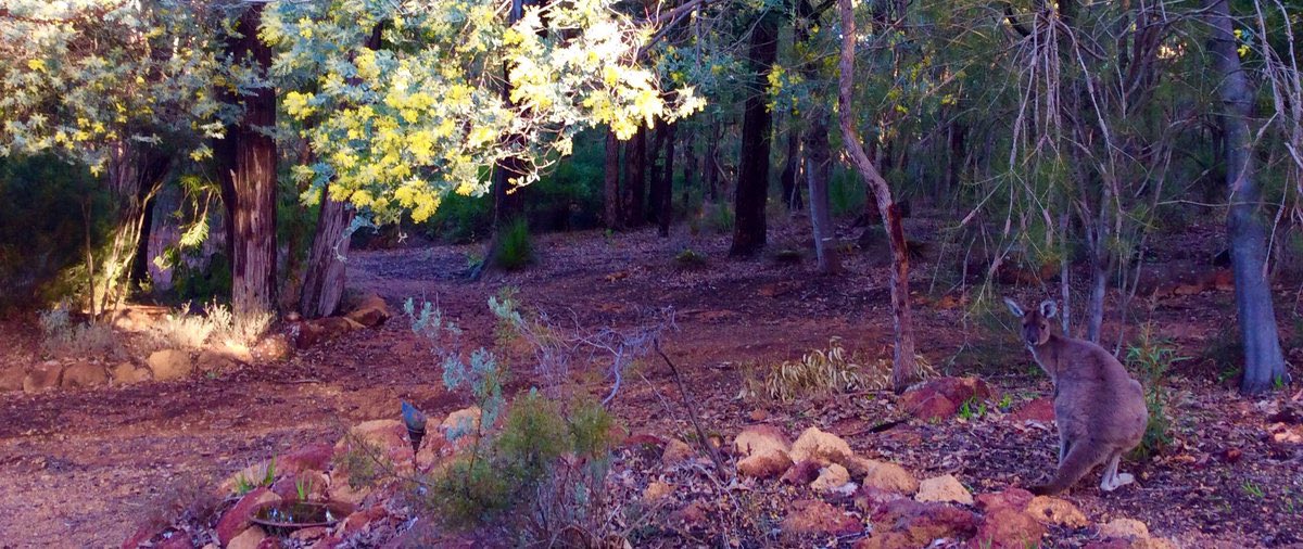 jarrahdale1's tweet photo. Soon be dark #MrAbbott #kangaroo in the #bush at #Jarrahdale #WesternAustralia #WA #jarrah #forest #colinhabbott #colinhughabbott #wildlife #aussiecreatures #lastofthesunlight https://t.co/fPVl28bydy