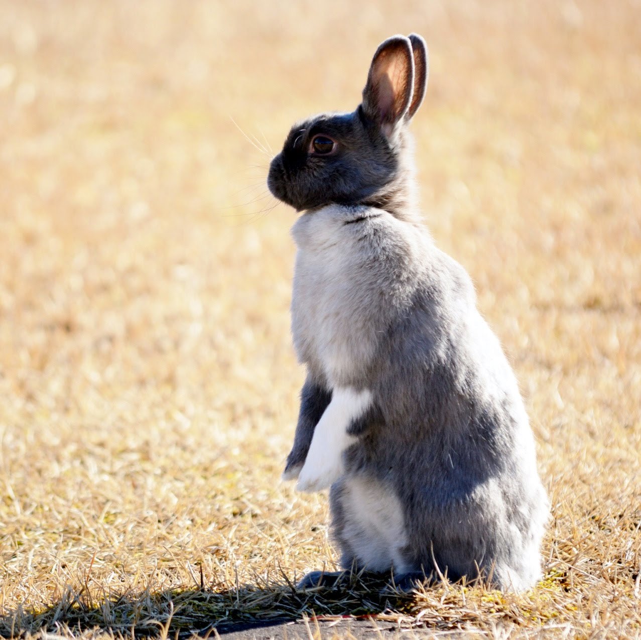 Twitter 上的 しながどり 立ちうさぎ 立つ うさぎ 仕草 可愛い 兎 T Co Qajkpcw94f Twitter