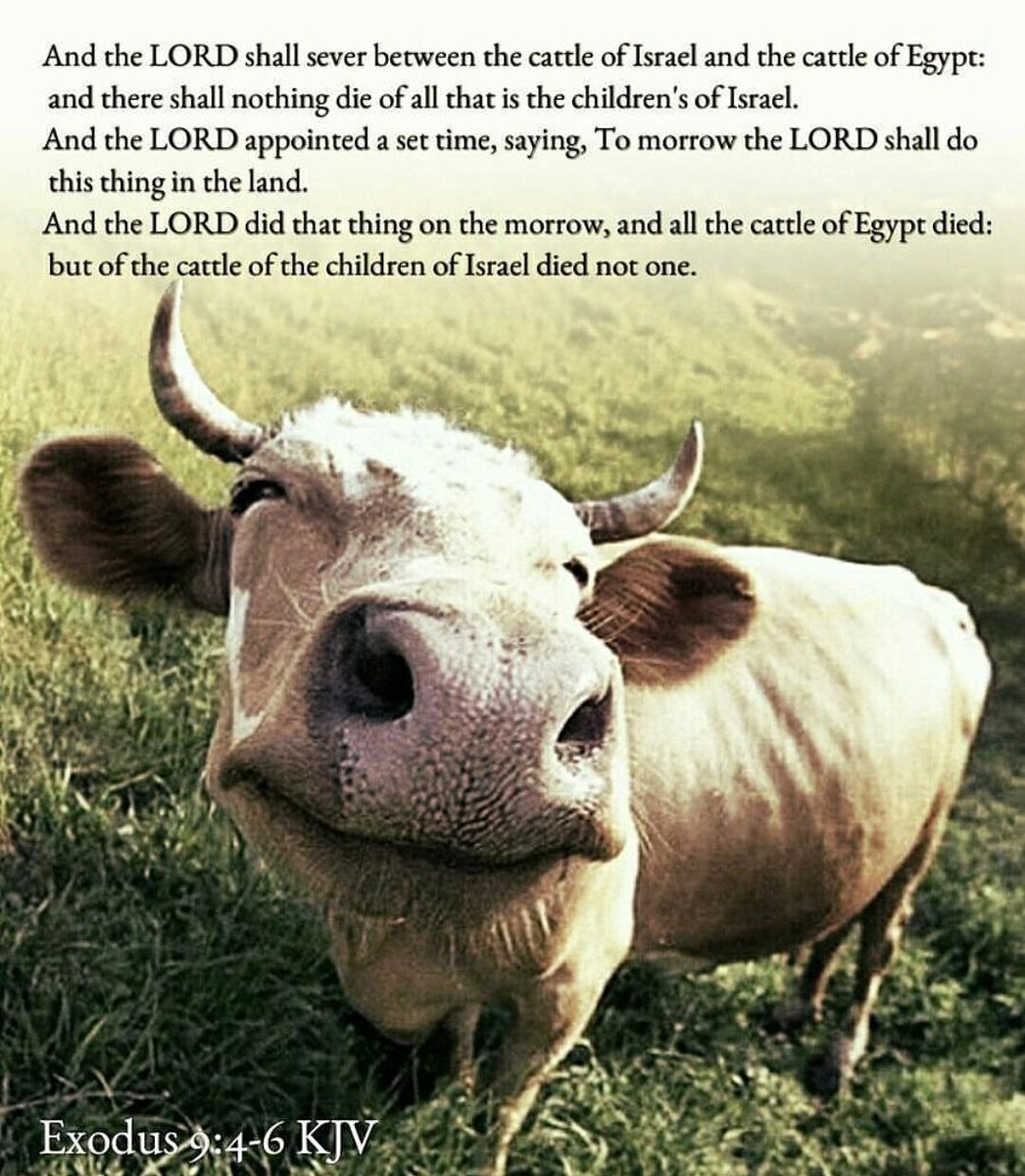 Bible Verses KJV on Twitter: &quot;Exodus 9:6 KJV And the LORD did that thing on  the morrow, and all the cattle of Egypt died: but of the cattle of the  children of