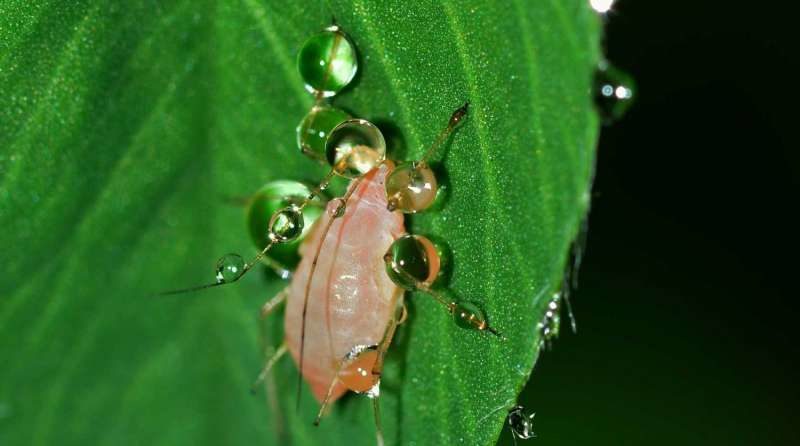 Plants use calcium to send internal warning of attacking aphids potatonewstoday.com/2018/08/13/pla…