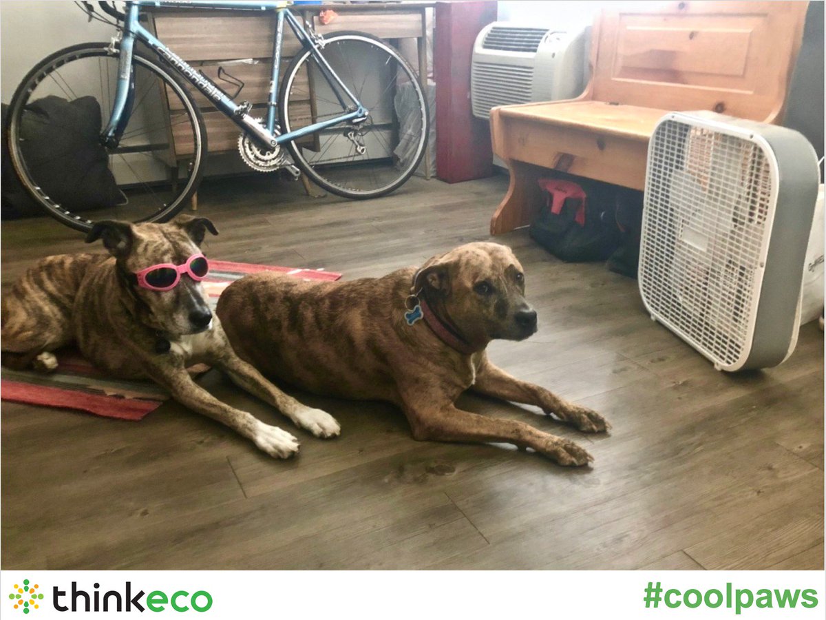 ThinkEco's tweet image. Want to know how Marley and Gipsy manage to look so cool? It’s thanks to the smartAC’s pet mode! (although the goggles might have something to do with it) #coolpaws