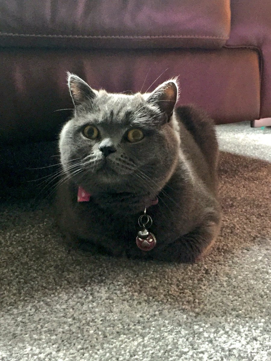 clawdiathecat's tweet photo. It’s #KittyLoafMonday😺
Here is a super splendid loaf 😸
#catlife #CatsOfTwitter #britishshorthair https://t.co/XehcvHEVLD