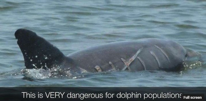 disealab's tweet photo. University Programs summer session students used what they learned and created public service announcements as part of their project in the Marine Mammals course taught by Jennifer Lewis. #dislexperience #dolphinpsa #updisl #discoverdisl
https://t.co/zH6PlCjqPb https://t.co/FnSBqiao2R