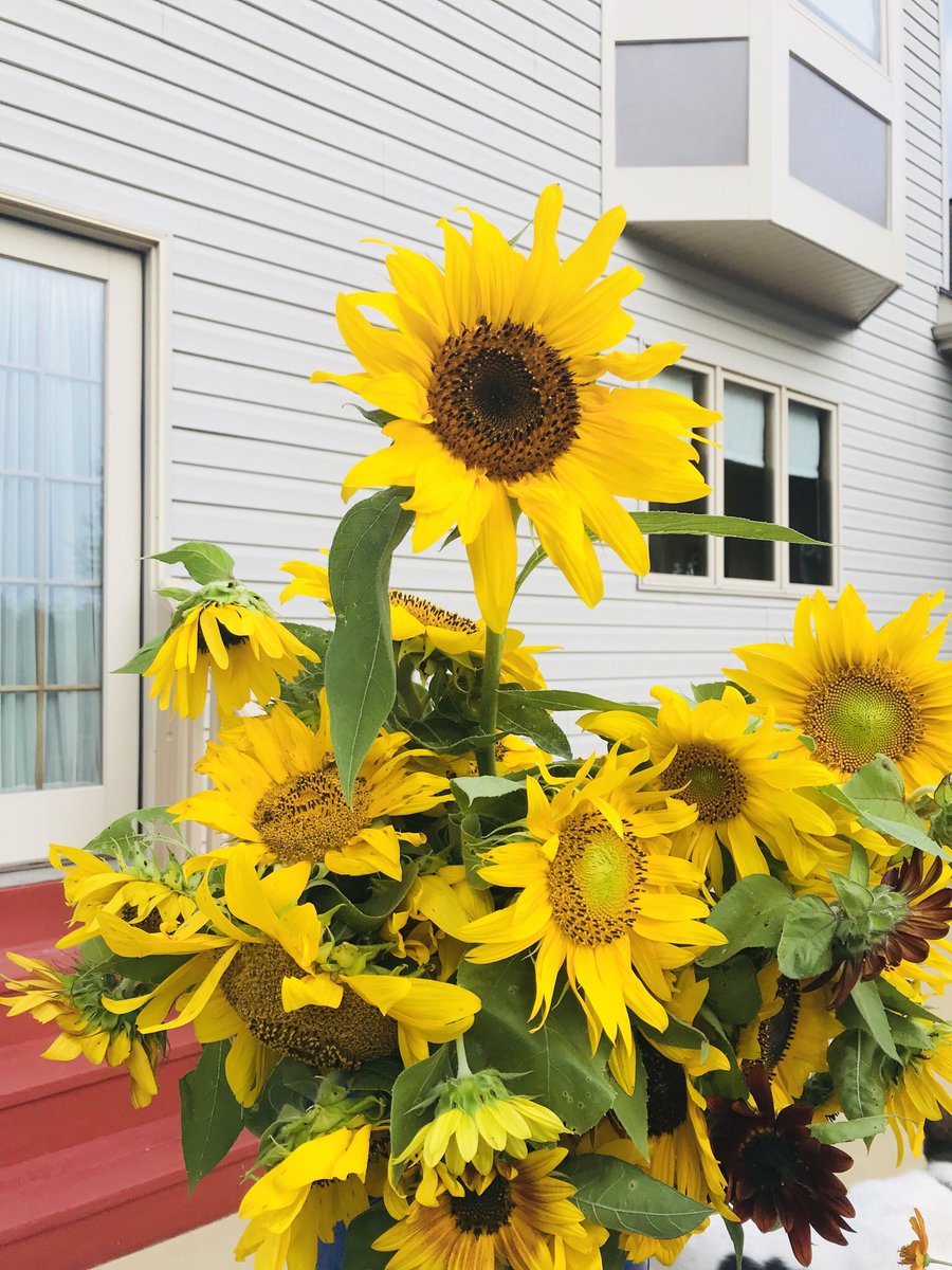 melmadara's tweet image. my mom has struggled with unemployment the past few years, but through all the ups and downs she still sells her flower bouquets every summer! if you’re local please share. her stand is on lambs rd in mullica hill. bouquets are $4 and it makes her so happy when people buy them🌻