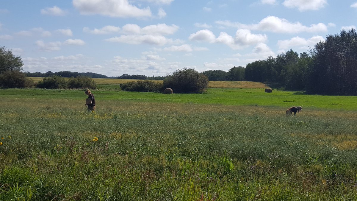 bari_khaled's tweet photo. Collecting wild oats sample for herbicide resistance testing. @SVFltd @WinFieldCanada  #weedresistance #bmp #knowyourfield https://t.co/MovX9pFoRG