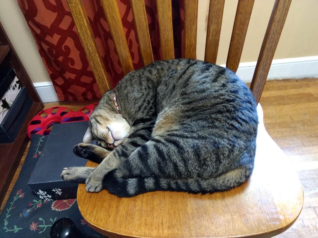OfficialTigerTN's tweet photo. SORRY ME HAS NOT BEEN POSTING. ME HAS BEEN NAPPING, EATING, AND TRYING TO HELP FRANKIE BECAUSE SHE HAS BEEN OVER GROOMING LATELY BECAUSE LOKI HAS BEEN MESSING WITH HER. https://t.co/xPvADI4eKP