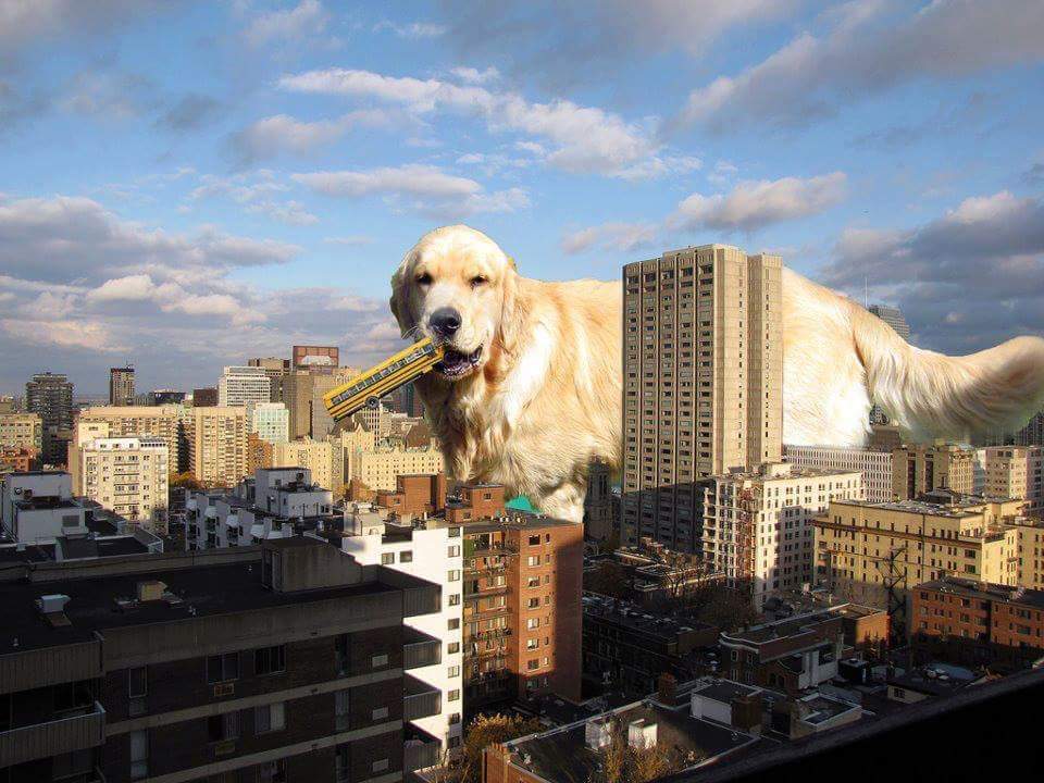 ItaliaGolden's tweet photo. Attenzione è stato avvistato #goldenzilla.... Se lo vedete non provate a salvare i biscotti https://t.co/tOfsCs29Ly