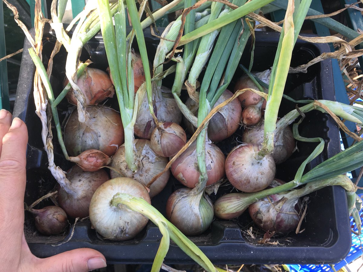 janet_t_55's tweet photo. How rude of me, I jumped in without saying hello 👋
...anyway...here’s me onions! #GardensHour https://t.co/vXqzZ40JJi