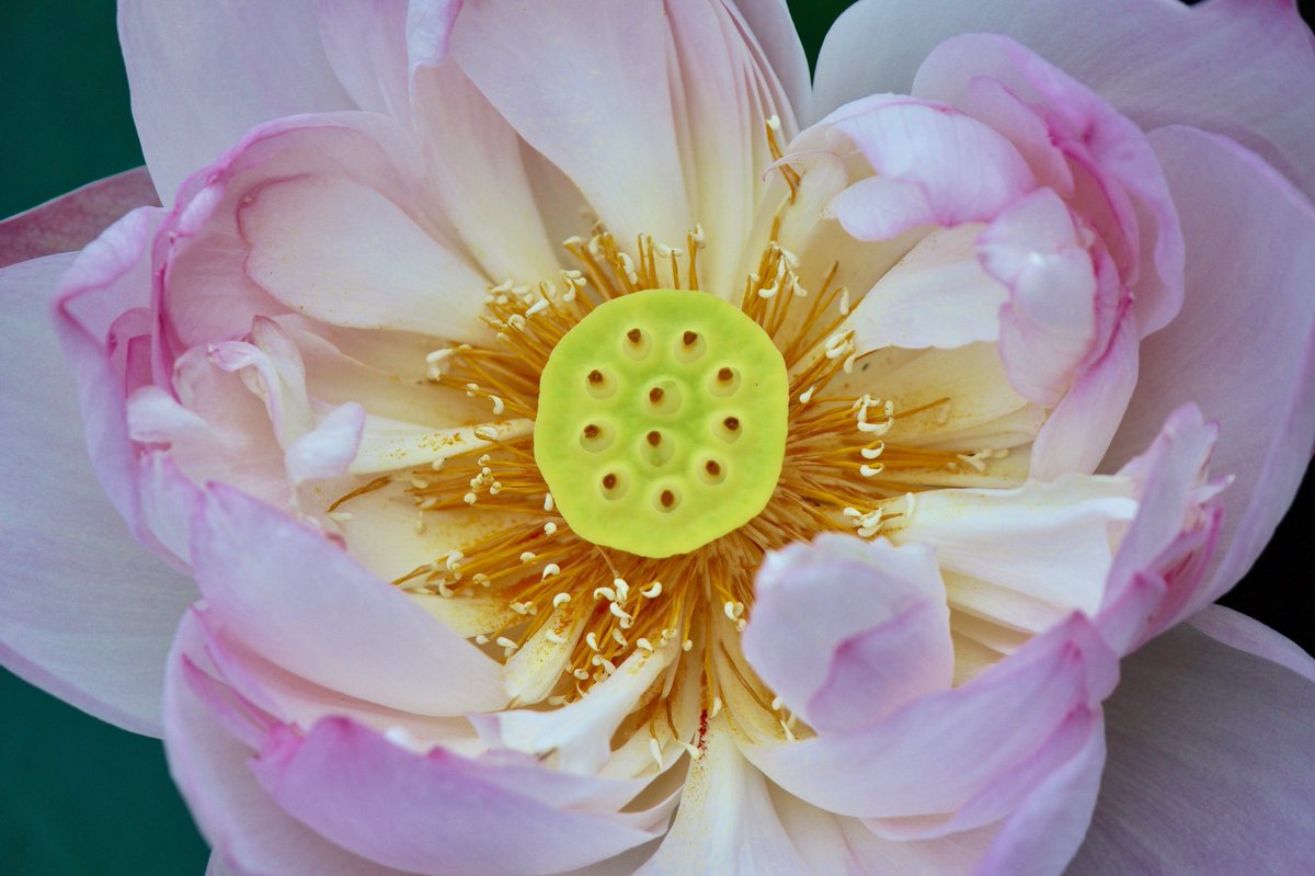 z8angela's tweet photo. Whenever you question your self-worth, always remember the lotus flower. Although it plunges to life from beneath the mud, it does not allow the dirt surrounding it to affect its growth or beauty.
💕予独爱莲之出淤泥而不染，濯清涟而不妖，中通外直，不蔓不枝...
#Lotus #Resiliance https://t.co/GU2EsqvX3V