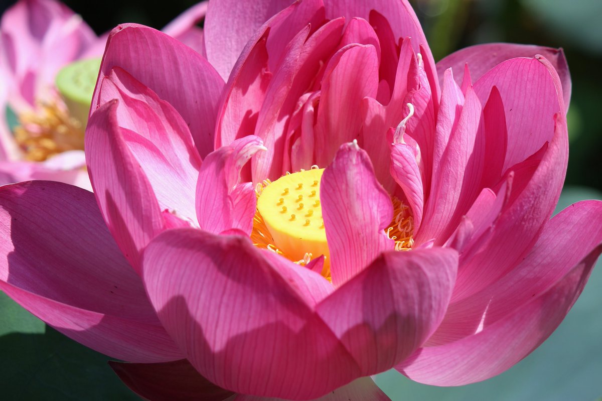 z8angela's tweet photo. Whenever you question your self-worth, always remember the lotus flower. Although it plunges to life from beneath the mud, it does not allow the dirt surrounding it to affect its growth or beauty.
💕予独爱莲之出淤泥而不染，濯清涟而不妖，中通外直，不蔓不枝...
#Lotus #Resiliance https://t.co/GU2EsqvX3V
