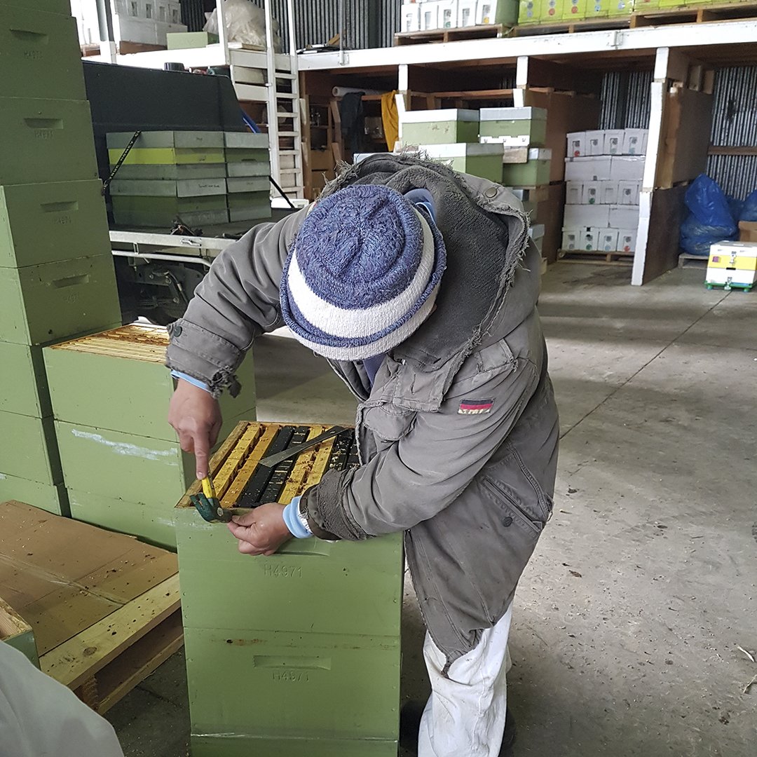 truehoneyco_me's tweet image. MEANWHILE, AT HIVE HQ... The Manuka flowering season will be here before we know it. 🌸 So we're making sure we've got plenty of hive boxes at the ready, and that they're ship shape and tip top for our stripy little friends🐝.  #beeprepared #TrueTeam #TrueHoney #ManukaHoney