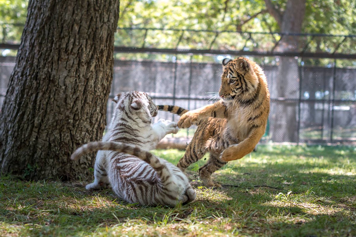 Fireberry514's tweet photo. The newest ISE tigers are zooming in to ask for donations for a pool to be added to their playground area. If you can help, we'd make sure the boys greatly appreciate the cool water and fun splash time! Please use the below to donate online. Thank you!  https://t.co/jNV5MxQ3GX https://t.co/BUHlSChoaJ