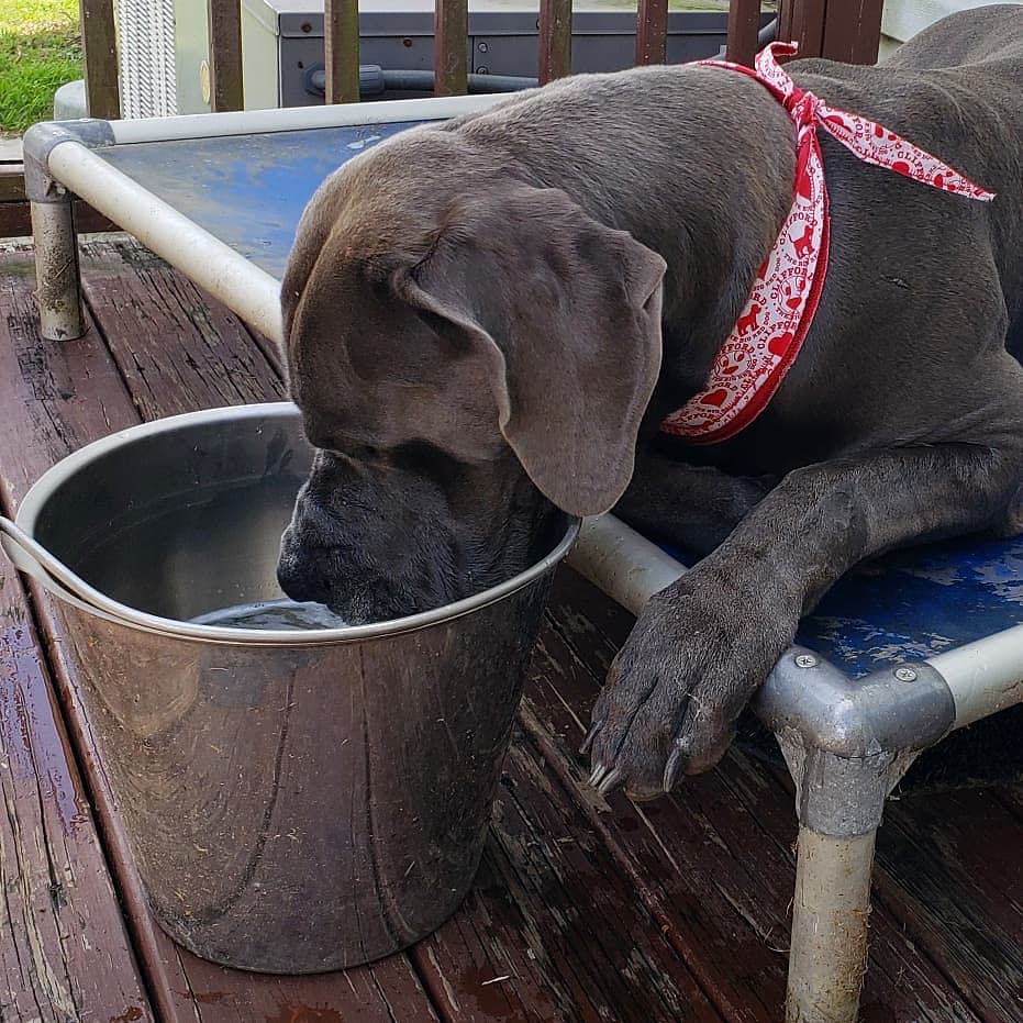 FergusGreatDane's tweet photo. #FullServiceBar including my own fan for chilling 👅😅😁💦
#hotdog #hotmess #FergusFashion
.....
#greatdane #bluegreatdane #FergusTheBlueGreatDane #greatdanes #dogs #giantbreed #highcottongreatdanes https://t.co/9pIEYx1bD0