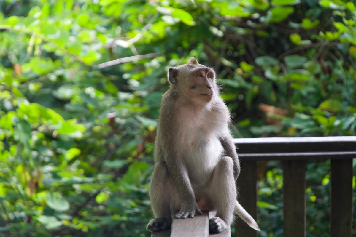 mlcworldtour's tweet photo. Monkey Forest, Ubud, Bali https://t.co/EDGmmgHEuj