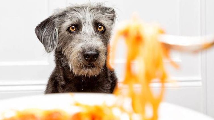 Here is a list of human foods that veterinarians say are safe for your dog to eat: bit.ly/2KO3yAZ?utm_so… https://t.co/aNH7Bpz1OT