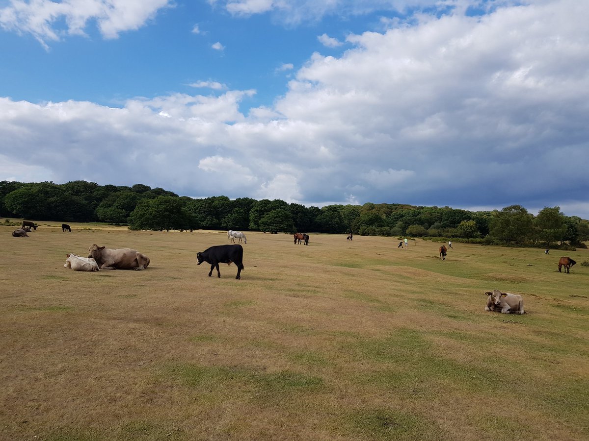 JamieGilo's tweet photo. Pictures from today's round of #golf in the #NewForest #Bramshaw #ForestCourse  🏌️‍♂️⛳ = Mother Natures gift to sport https://t.co/AiU2FKaoBA