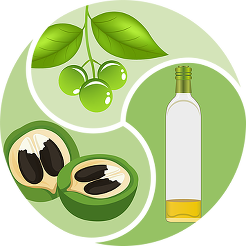 ClusterBio's tweet photo. La #Biomasa es una de las cuatro líneas de investigación del Clúster #Bioturbosina. 🌳🛩️

La producción de biomasa para bioturbosina en el país, planea el aprovechamiento de subproductos, para la producción de, por ejemplo, alimentos o suplementos alimenticios para animales. https://t.co/1PYKQP7r8k