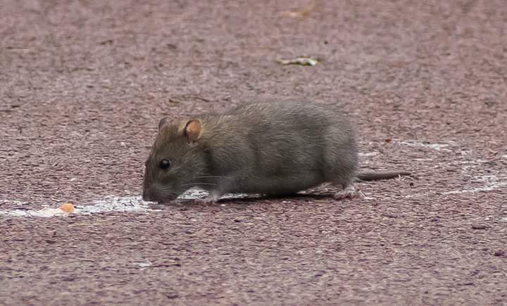 When you see a squirrel and realise its a rat
#bigrat #photography #photogregs #nikon #westpark #picoftheday