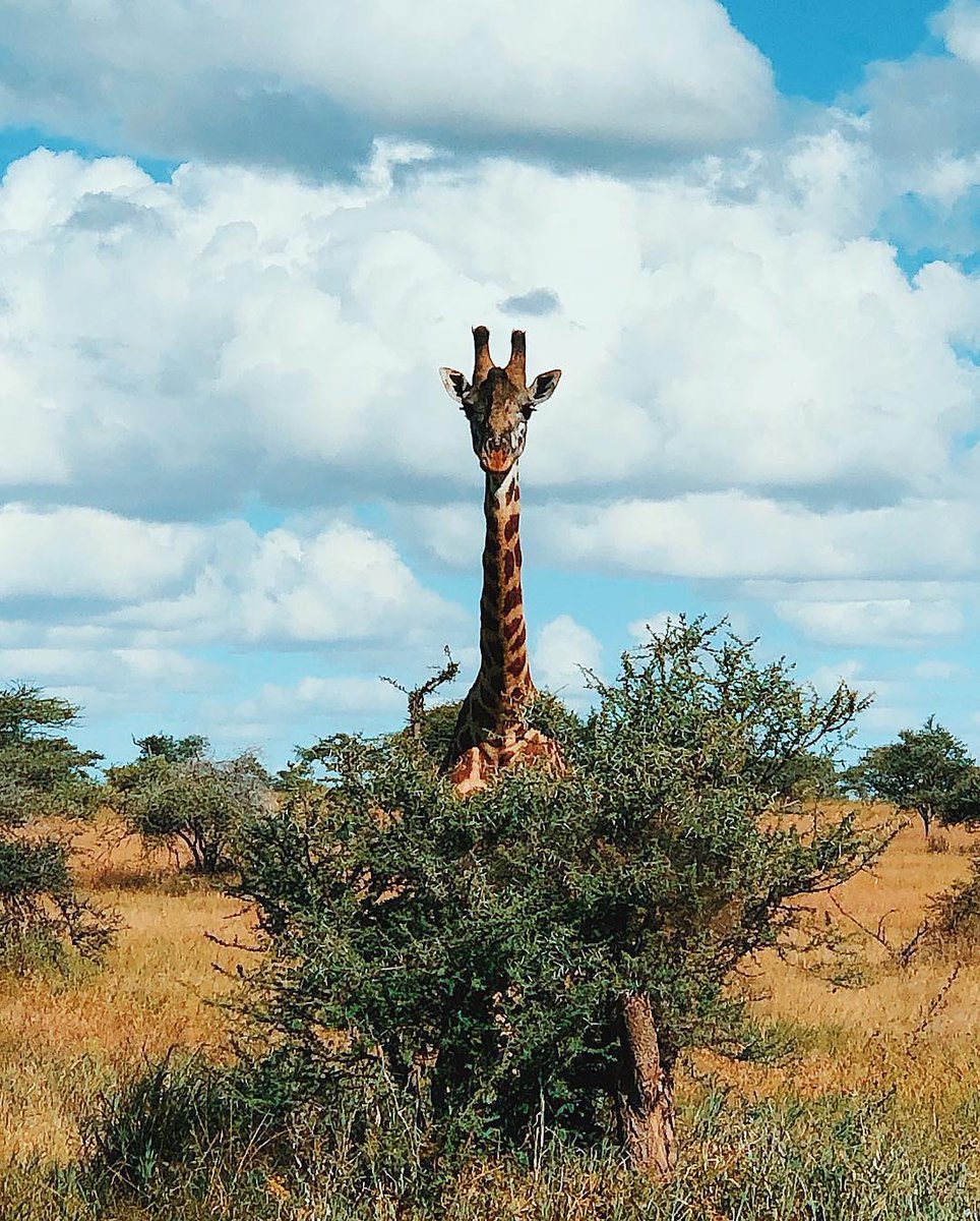 LatinaTurk's tweet photo. #animals
Photo by @deevitee
That feeling when you’re juuuuust too tall for #WHPhidden. https://t.co/HcVPAPnc5K