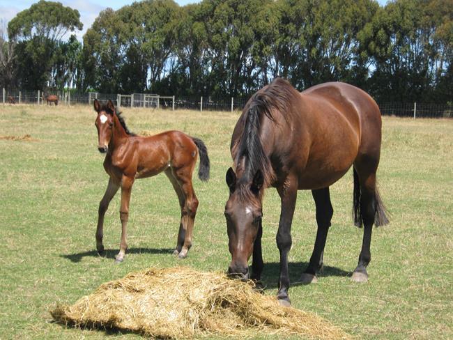 BromacLodge's tweet photo. Attention Breeders: We have just added a few new mares to our sale list ..check it out here. Any queries give us a call : ) https://t.co/lih4VuBbXE  @NZSBA #gottahaveadream #NewSeason https://t.co/zQLvZoJsdu