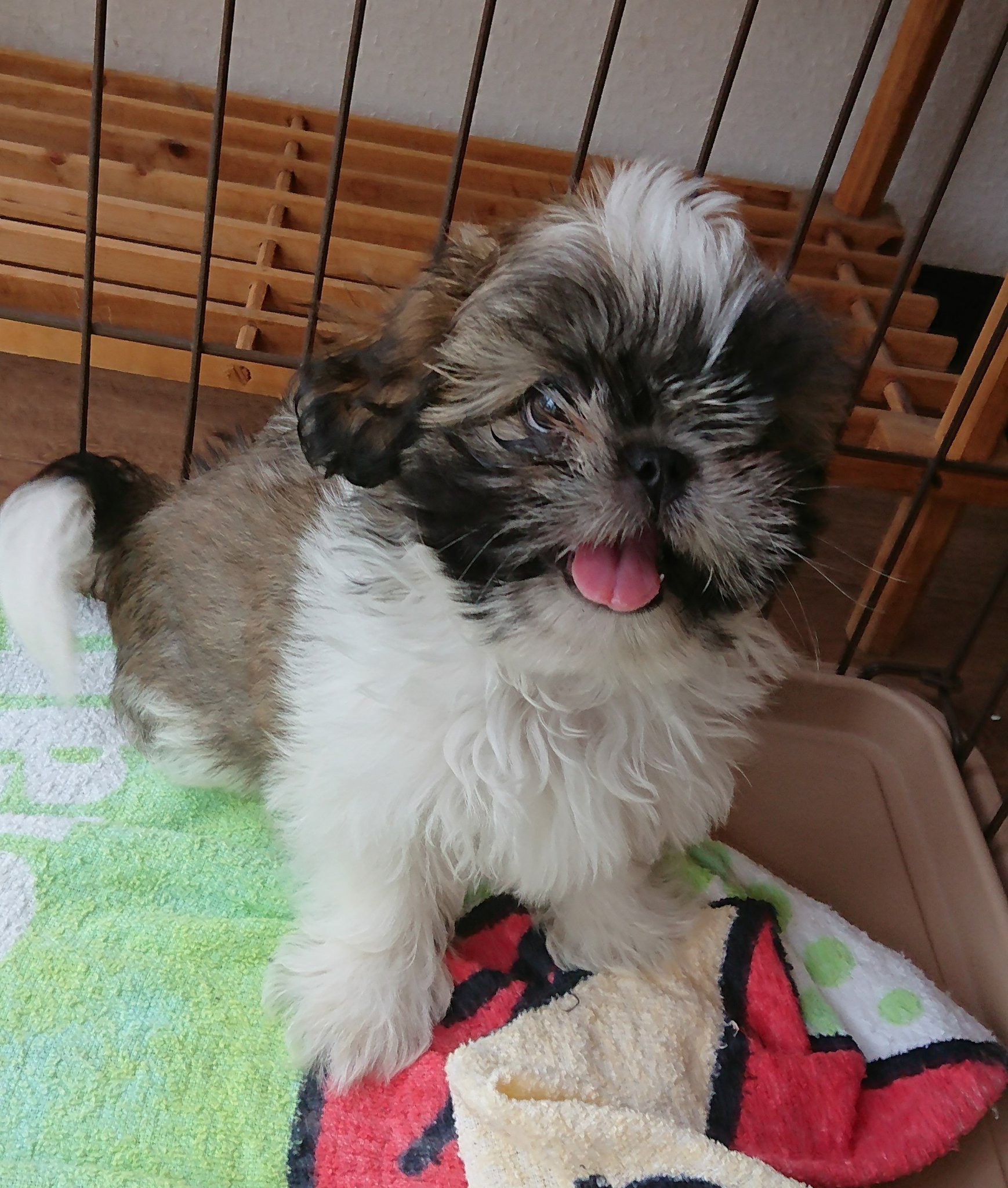 保護犬カフェ 堺店 ジェム ペキニーズ シーズーミックス 18 5 19生まれ 甘えん坊のかわいい子犬ちゃんの里親募集中 保護犬カフェ堺店 大阪府堺市北区東雲東町3 6 072 230 4800 子犬 ミックス犬 シーズー 保護犬カフェ堺店 里親募集中 ドッグ