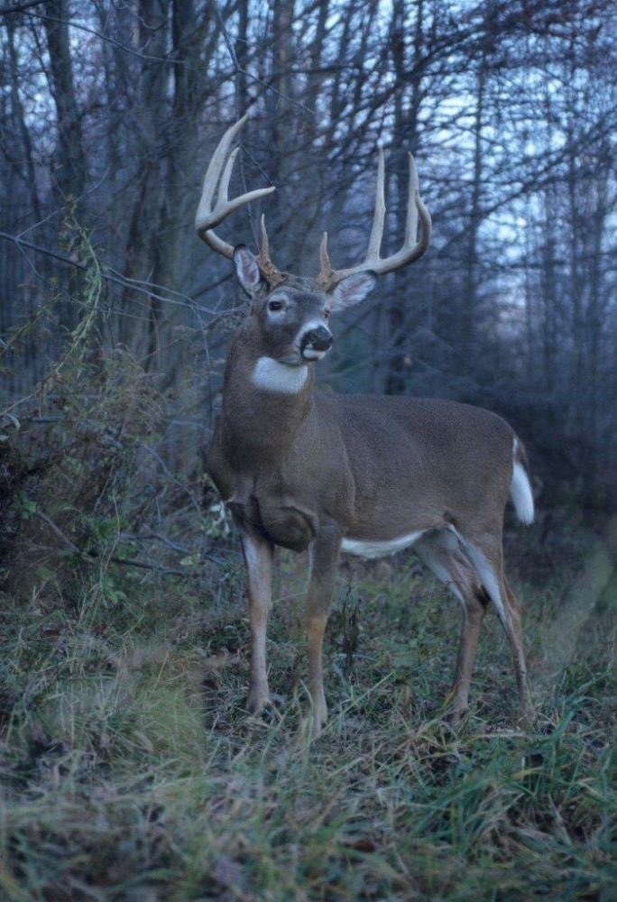 OutdoorObsessor's tweet photo. Counting down the days 🦌 https://t.co/XYNBzC3ucu