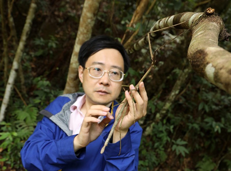 Phryganistria Chinensis Zhao: Phryganistria Insect – SCLH
