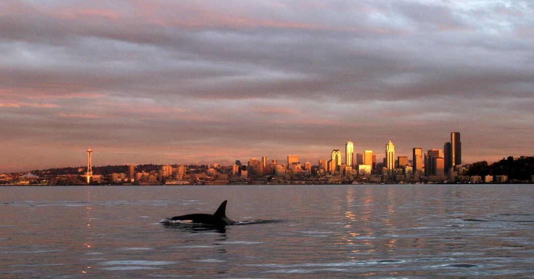 MikeHudema's tweet photo. Orcas of the Pacific Northwest Are Starving and Disappearing. There are now only 75 left. 400 more tankers won't help: https://t.co/PMdqYkmXIn

@JustinTrudeau whales, not tankers.

#ActOnClimate #cdnpoli #bcpoli #NoTMX #StopPipelines https://t.co/6R06EQSVX8