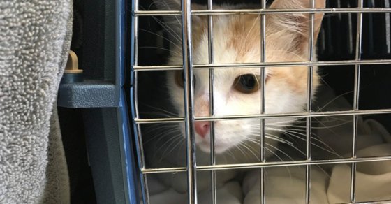 BurnabyNOW_News's tweet image. BC SPCA overrun with evacuated animals as fires spread dlvr.it/QfnW0z