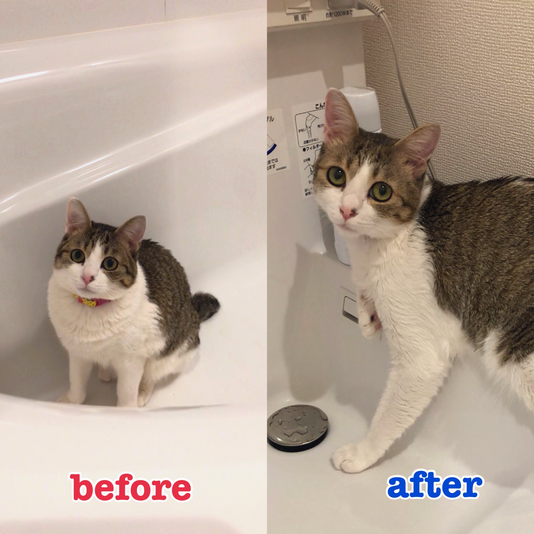 Mika On Twitter Before 3月 After 現在 ツナ姉さん痩せてるやん 猫 ツナちゃん ビフォーアフター ダイエットしてないのに いつの間にか痩せてた シュッとしてはる Https T Co Yy42tw7ow6 Twitter