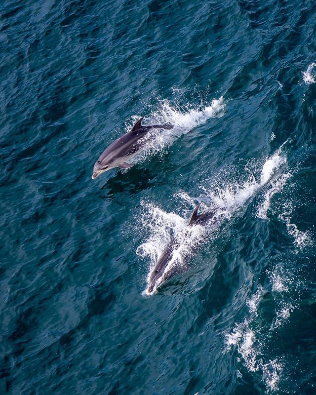 web_acteur's tweet photo. 🐬 Quelle belle suprise d'avoir vu des dauphins lors de la traversée en ferry entre l'île nord et sud.
.
Je savais qu'il était possible de voir des dauphins pendant ce trajet, et bien qu'assis au fond de mon siège, la sieste me tendant les bras, je sc… https://t.co/GTw9DXRIG1 https://t.co/Kkff3Y2EIl