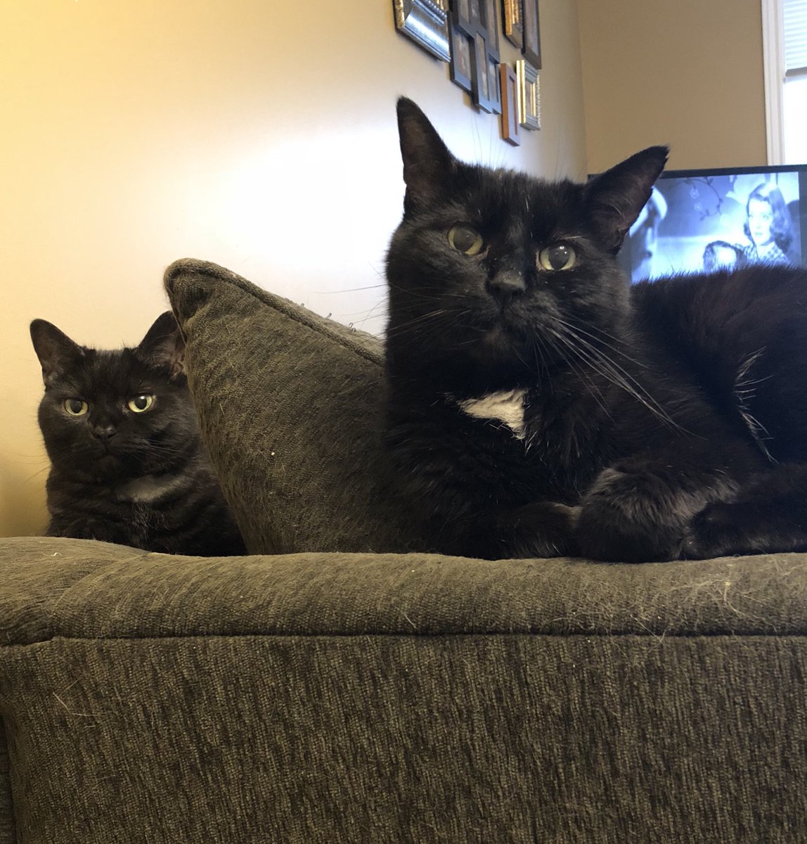 These two. ❤️ (Not pictured: their terrified feral brother who popped out briefly from under the chair to bathe himself (why else?), and at whom they’re staring over my shoulder.) #catfamily #blacksmoke #blackcat #rescuekitties