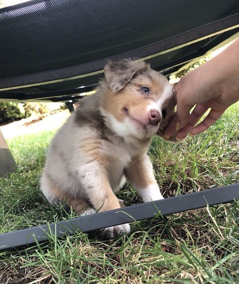 dog_rates's tweet photo. This is Benny. He responds well to ear scratches. Once he leans his head against your hand, you’re not allowed to stop ever. 12/10 not a pawblem https://t.co/8p1JMomYwr