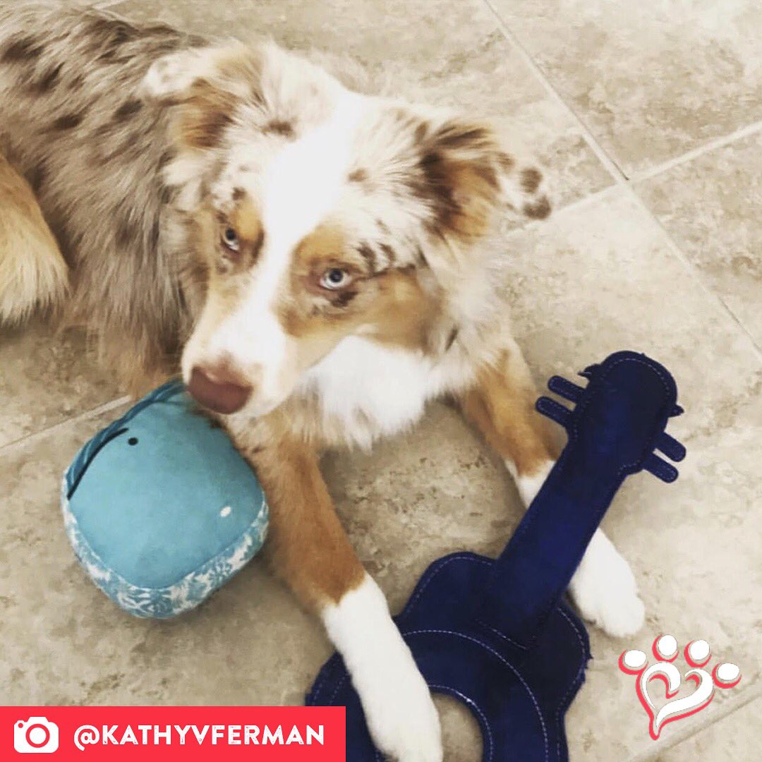 MuttNation's tweet photo. When your name is Maui you get to call this toy a ukulele. ๐ค #muttspotlight
Save a mutt. Shop MuttNation:
https://t.co/TgL0wD8AaR https://t.co/AqA8tEDrxk