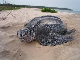 OtletResearch's tweet image. Did you know we have Leatherback sea turtle (dermochelys coriacea) samples on Otlet!? These are skin biopsies from Florida, USA available for collaborations. Head over to Otlet.io to find out more + RT for scientist who might be interested #samplesforscience