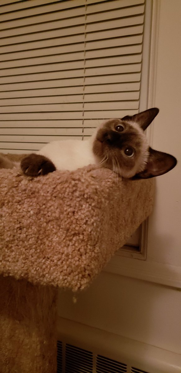 TheZiba's tweet photo. "HAVE YOU SEEN THE DRAGONS IN THE KITCHEN?"
#catsoftwitter #kitten #siamese #nipbinge #freakinoutman https://t.co/LpElPNyVXU