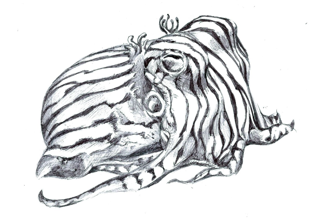 HaleyGrunloh's tweet photo. Sepioloidea lineolata, the world’s cutest squid! (Every squid is the world’s cutest squid)  #cephalopods #sciart #stripedpyjamasquid #cuteanimals #scienceillustration #wildlifeart #squid #bobtailsquid https://t.co/8nXDIXoIYL