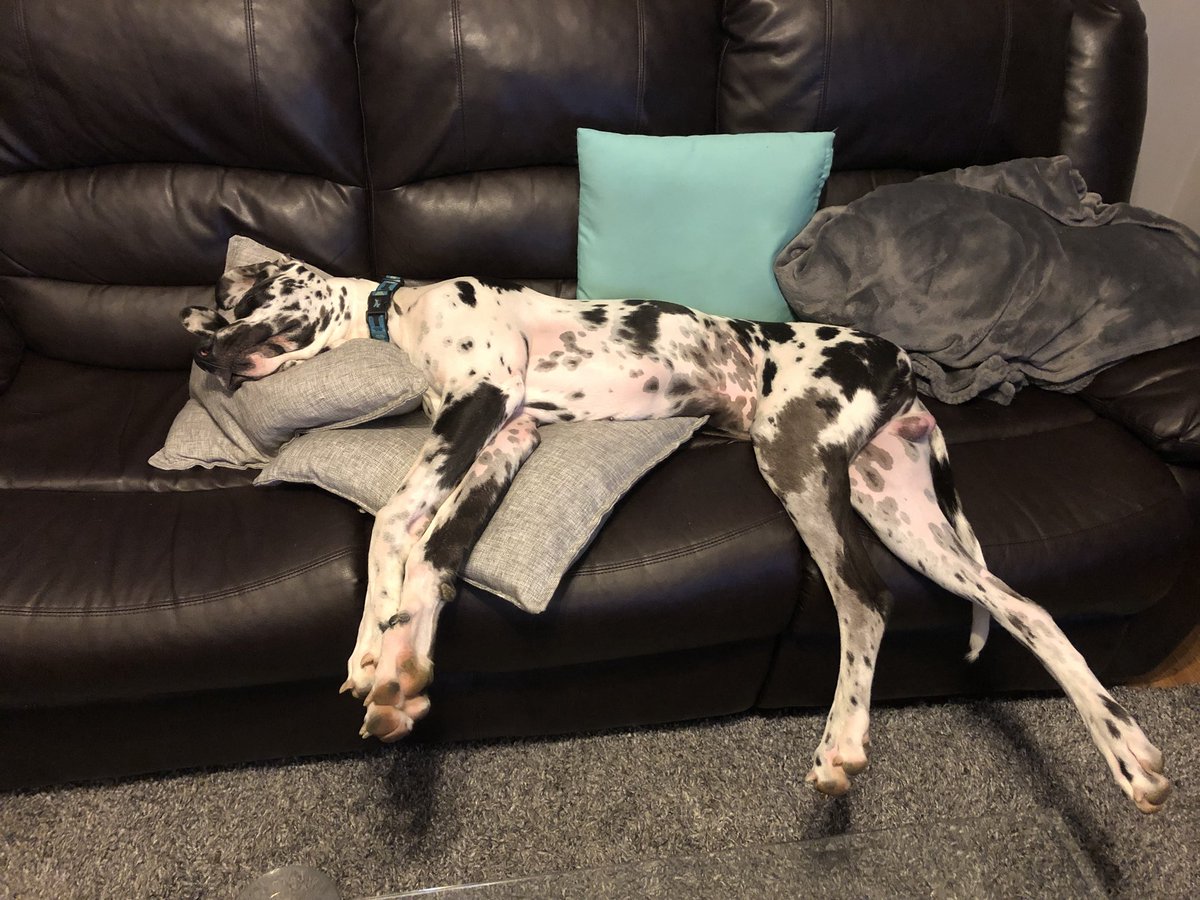 kotajshea's tweet image. Don’t worry Rupert no one else wants to sit on the couch... #greatdaneproblems