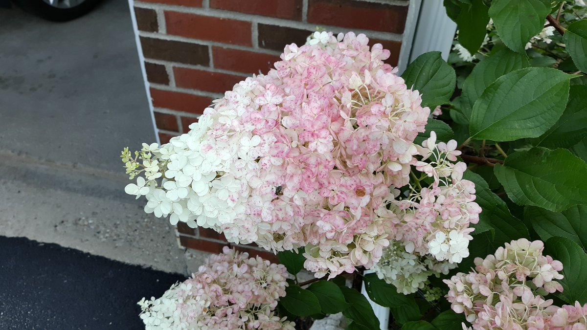 amystreasures's tweet photo. If only you could smell these strawberry hydrangeas. #smellssogood #latesummerbloom #hydrangea #strawberryhydrangea https://t.co/Id5Mc4fDIY