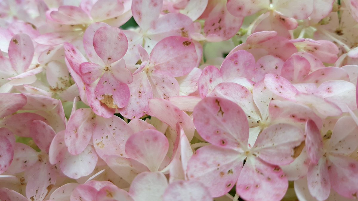amystreasures's tweet photo. If only you could smell these strawberry hydrangeas. #smellssogood #latesummerbloom #hydrangea #strawberryhydrangea https://t.co/Id5Mc4fDIY