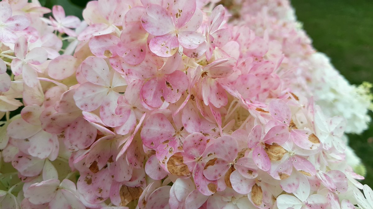 amystreasures's tweet photo. If only you could smell these strawberry hydrangeas. #smellssogood #latesummerbloom #hydrangea #strawberryhydrangea https://t.co/Id5Mc4fDIY