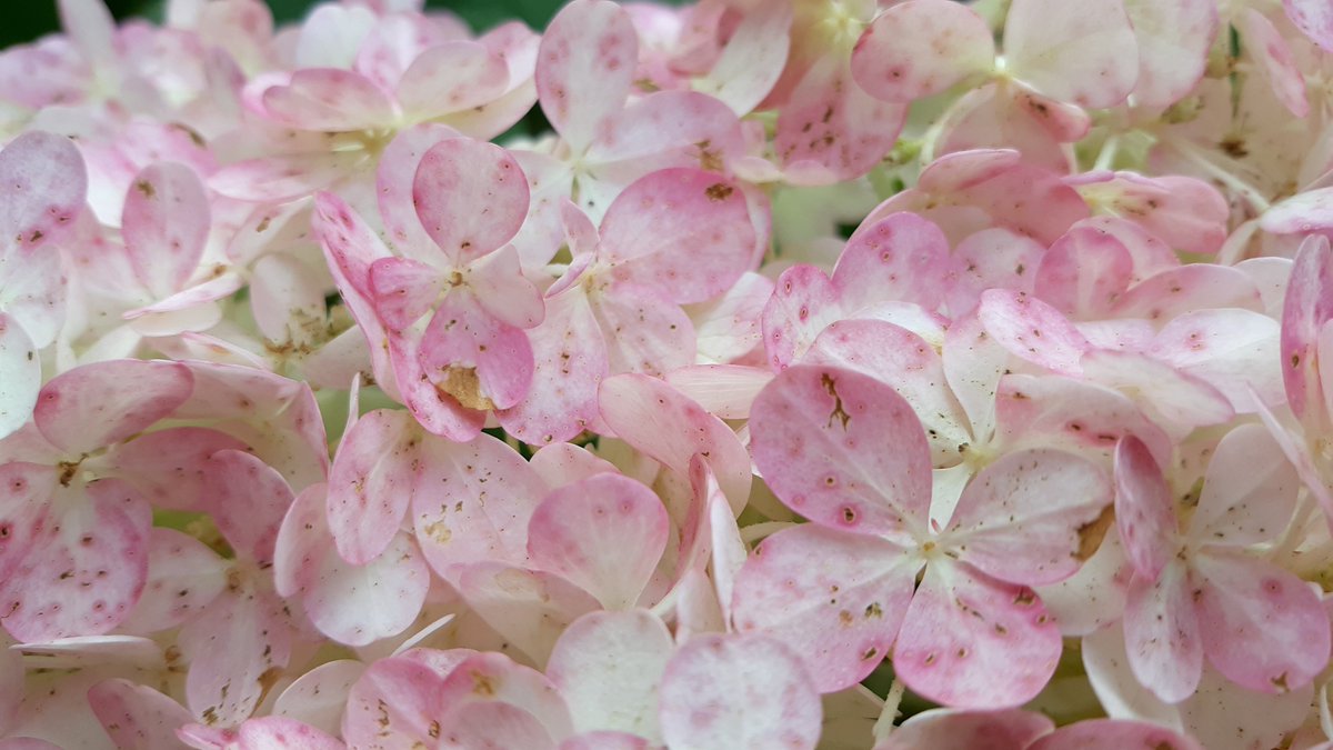 amystreasures's tweet photo. If only you could smell these strawberry hydrangeas. #smellssogood #latesummerbloom #hydrangea #strawberryhydrangea https://t.co/Id5Mc4fDIY