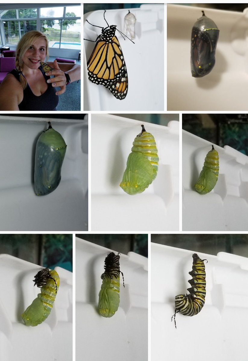 Observe the world around you! There are so many amazing things to see. Learn something new each day.

 #butterfly #butterflymetamorphosis #monarch #learning #outdoorlearning