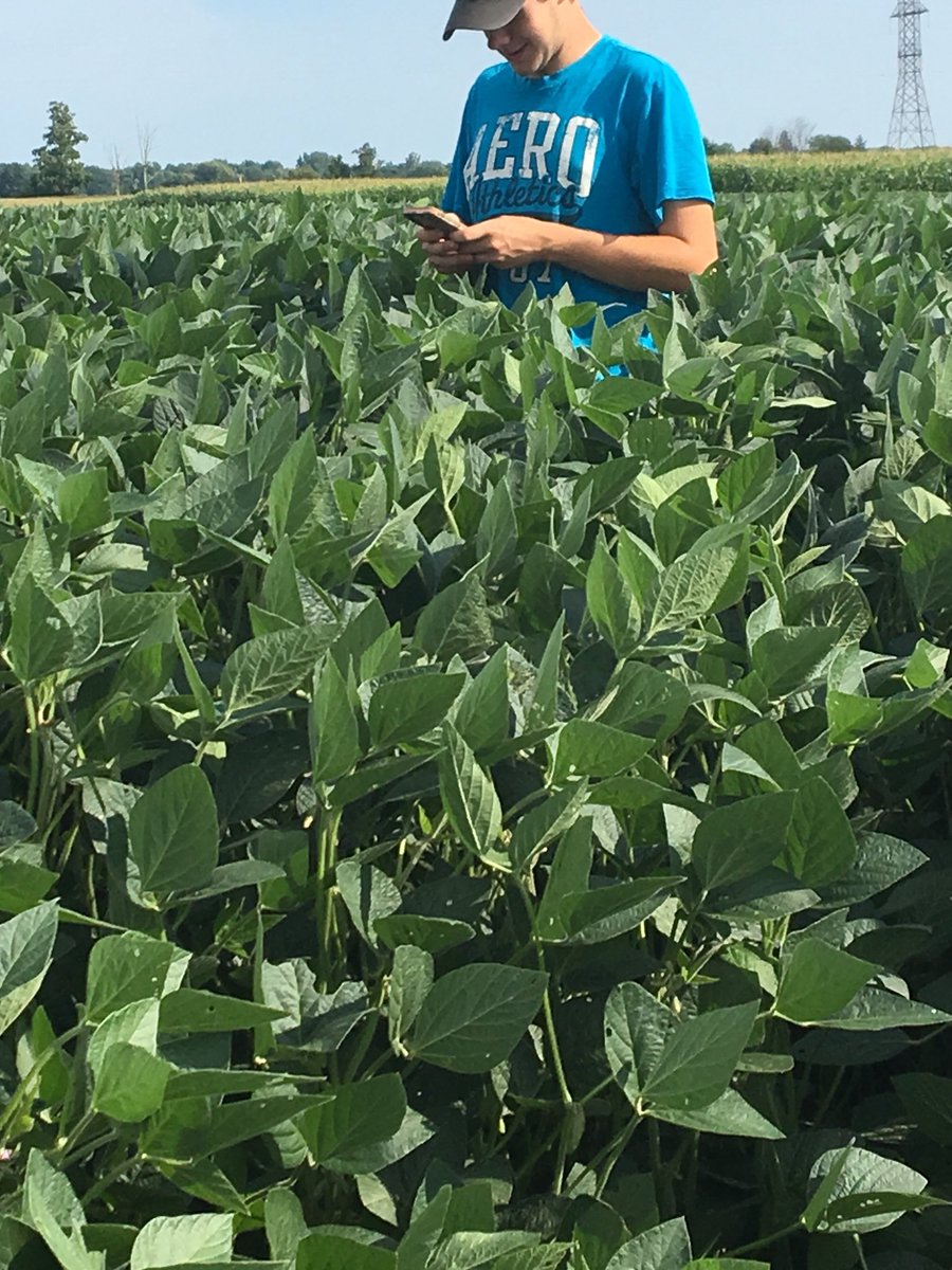macmillanss's tweet photo. Received these photos from a customer this evening! #P19T01R soybeans! Pic #1 July 24,Pic#2 Aug 13th! This bean is a workhorse,#Yield, #Phytophthora tolerance #1k,#WM tolerance,#SCN resistance #PI88788. Thanks @Nolfarm and @CrinanFarms !! Looking good! https://t.co/iwlpQzYdDS